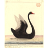 Black Swan 1792